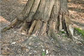 foto dood hout
