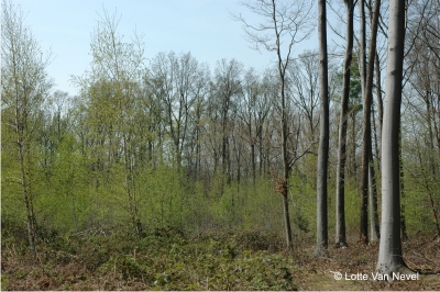 foto jonge berken